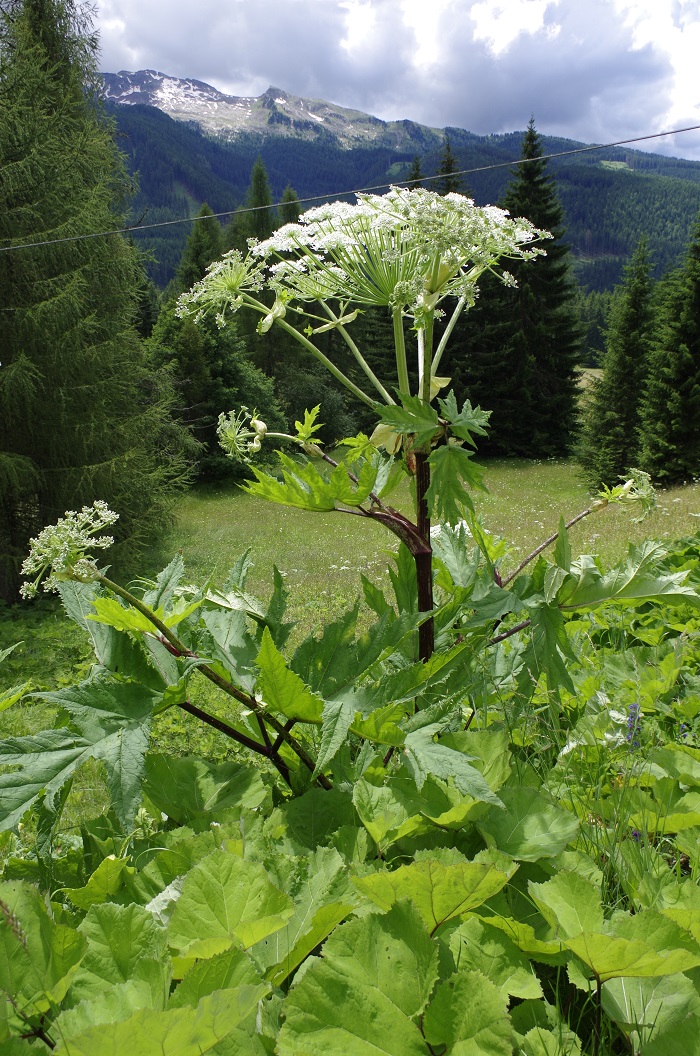 Panace di Mantegazza - foto tratta dall'indirizzo https://commons.wikimedia.org/wiki/File:Panace_gigante.JPG