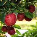 bando per la diffusione degli olivi e delle piante da frutto bando per la diffusione degli olivi e delle piante da frutto