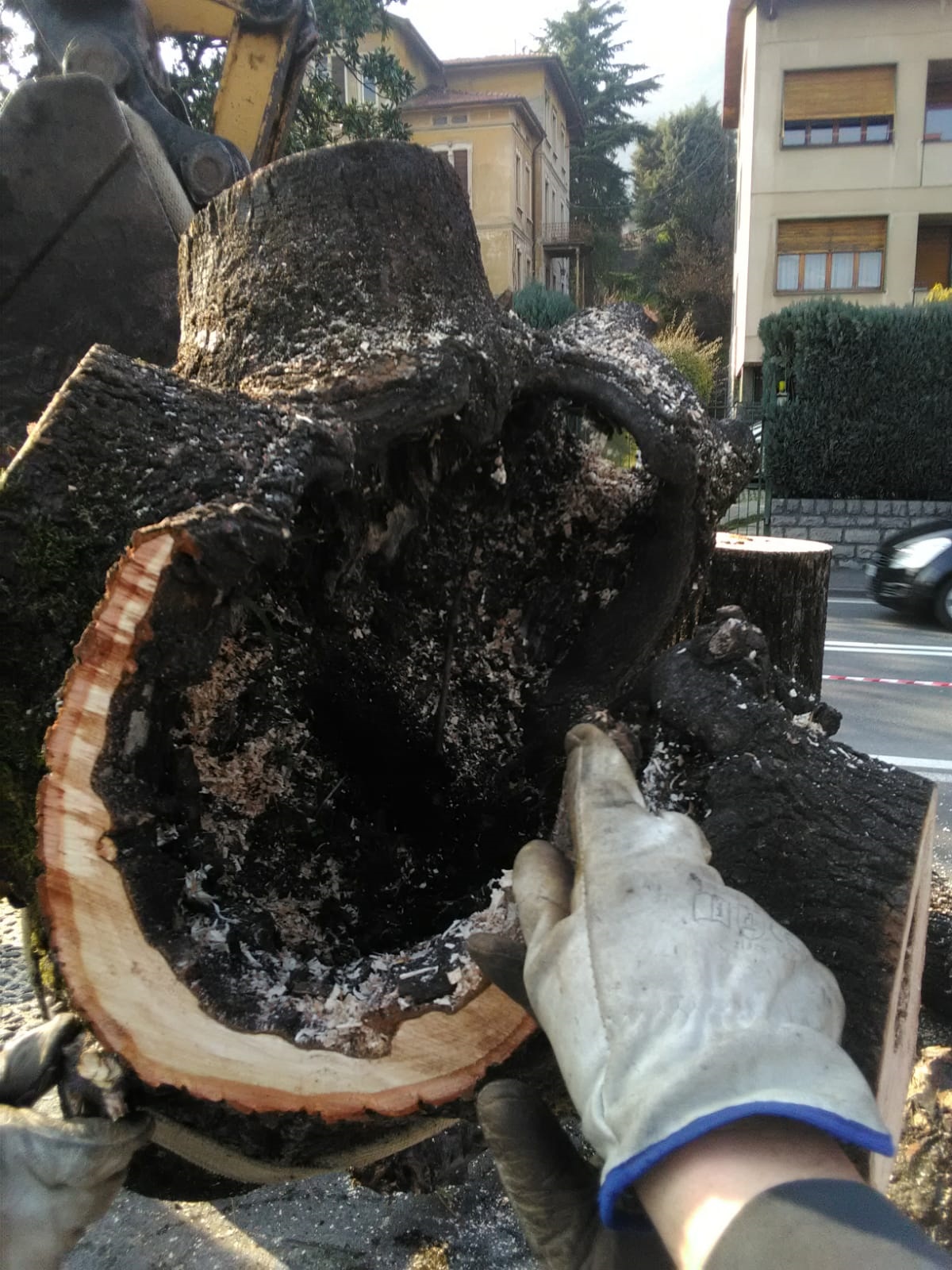 Forte ammaloramento di un albero recentemente abbattuto in quanto inserito in classe ''D'' (estrema pericolosità) Forte ammaloramento di un albero recentemente abbattuto in quanto inserito in classe ''D'' (estrema pericolosità)